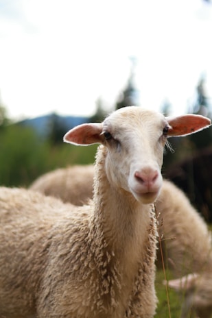 Close-up of a well-groomed sheep with a clear blue sky background.