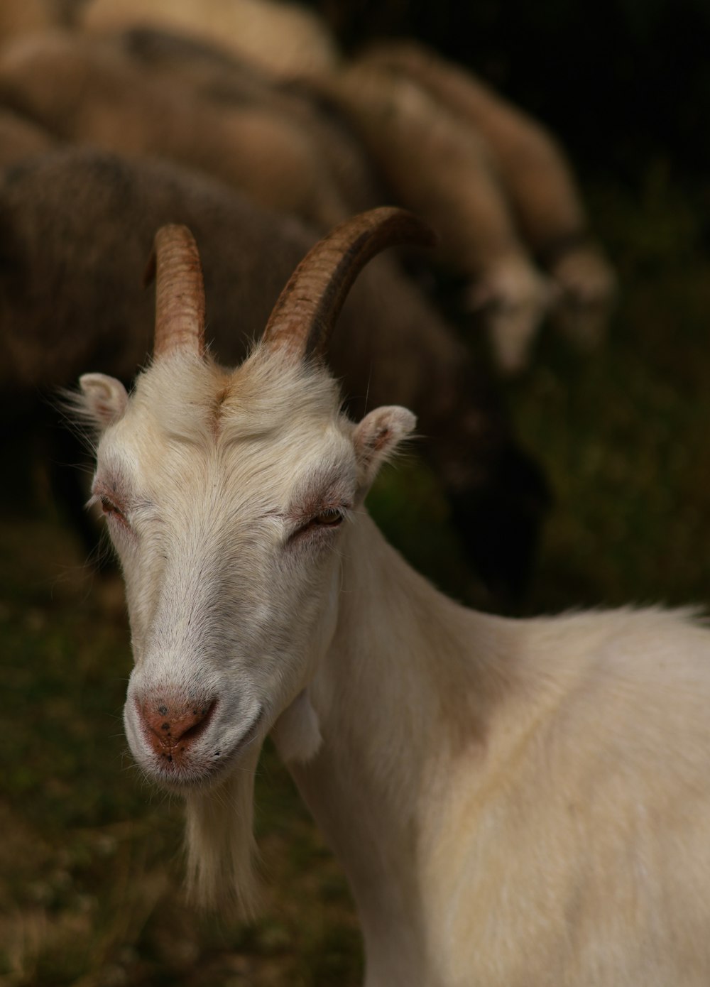 a close up of a goat with a lot of sheep in the background