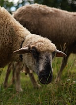 a couple of sheep standing on top of a lush green field