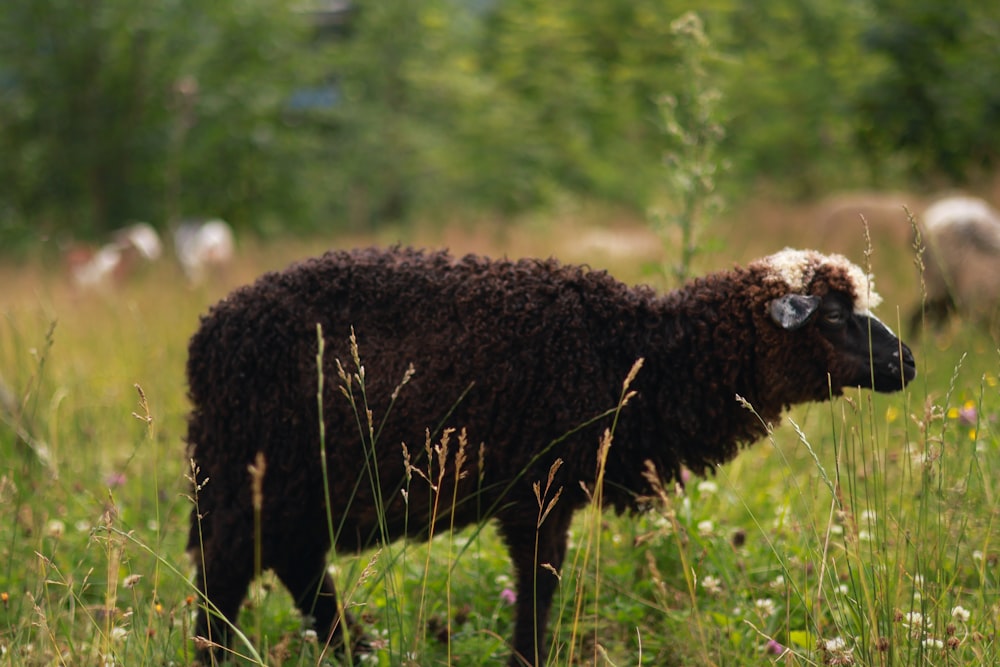 ein schwarzes Schaf, das in einem Feld mit hohem Gras steht
