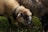 A close-up of two sheep grazing on grass. The sheep have thick, woolly coats and one is wearing a bell collar. The grass is lush and green, interspersed with small white clover flowers.