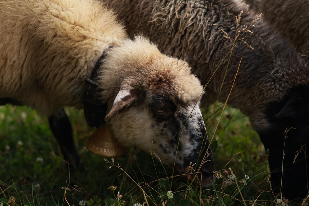 a couple of sheep standing on top of a lush green field