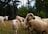 A flock of sheep grazes in a meadow surrounded by lush green trees. One sheep prominently wears a bell around its neck. A goat is visible in the background, moving through the grass. The setting appears to be a peaceful, rural landscape with a focus on the natural environment.