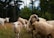 A flock of sheep grazes in a meadow surrounded by lush green trees. One sheep prominently wears a bell around its neck. A goat is visible in the background, moving through the grass. The setting appears to be a peaceful, rural landscape with a focus on the natural environment.