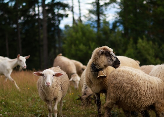 A flock of sheep grazes in a meadow surrounded by lush green trees. One sheep prominently wears a bell around its neck. A goat is visible in the background, moving through the grass. The setting appears to be a peaceful, rural landscape with a focus on the natural environment.