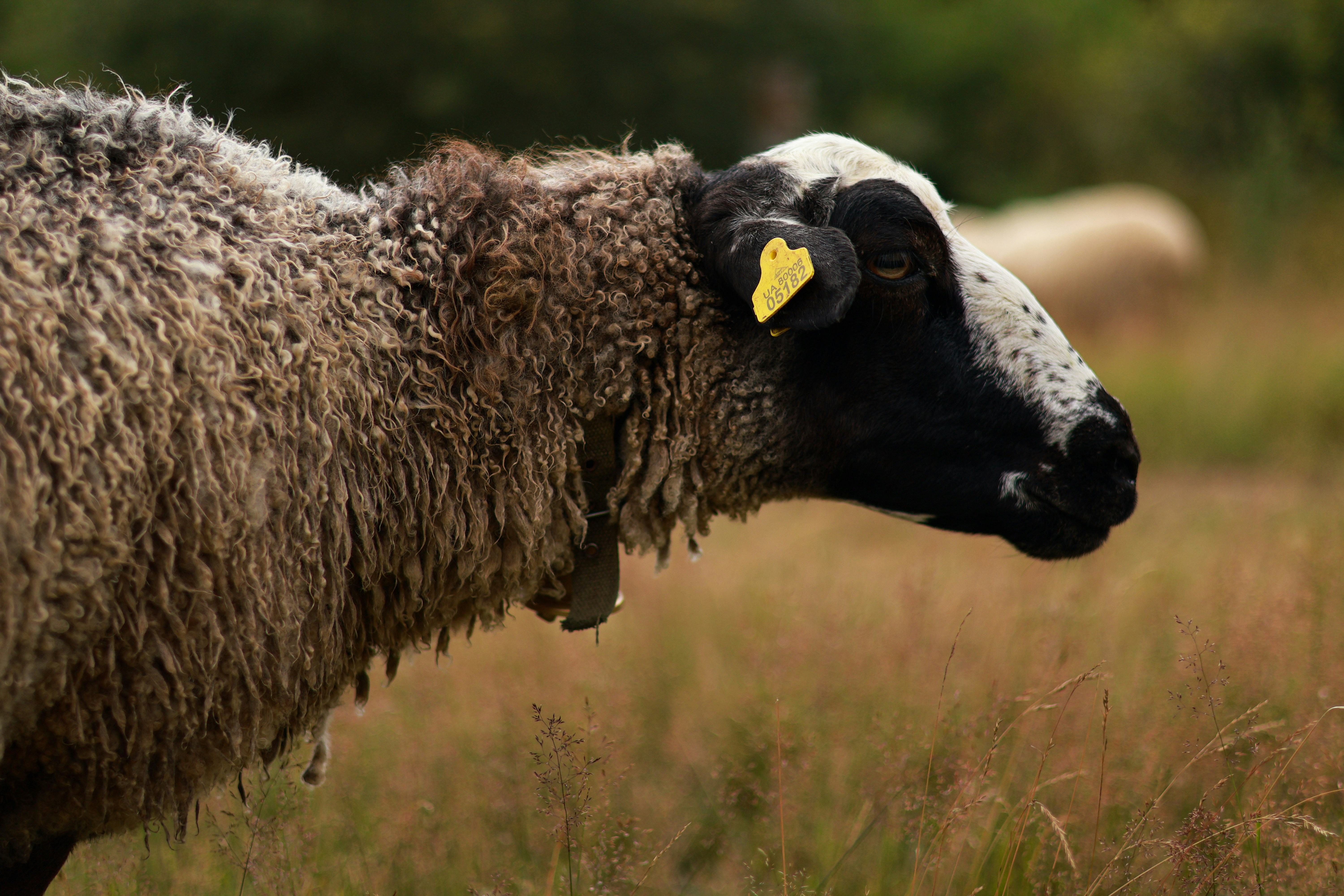 Photo by anyutakejbalo