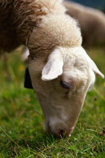 A close-up of a white Garut sheep grazing peacefully in a lush green pasture under soft morning light.