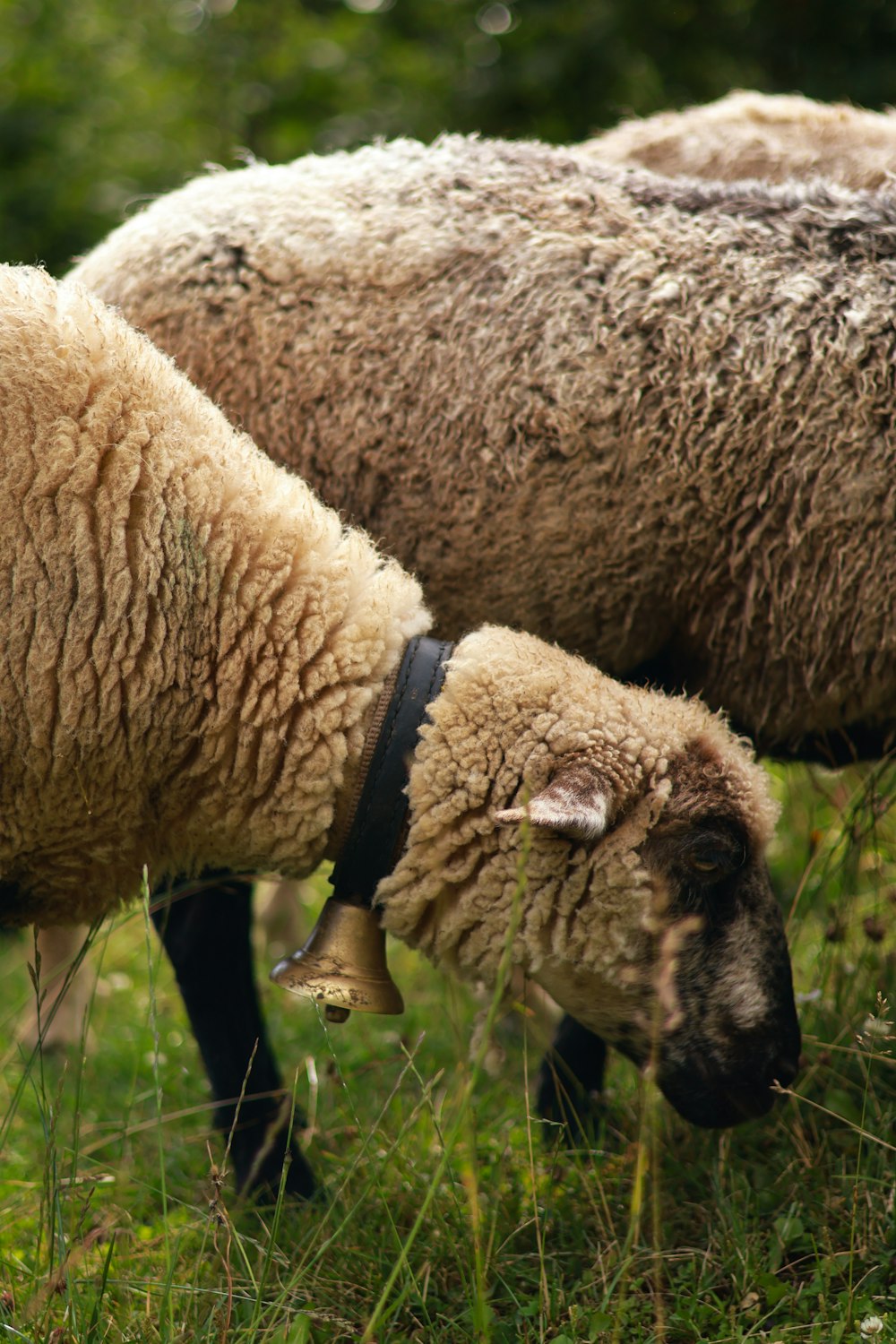 a couple of sheep standing on top of a lush green field