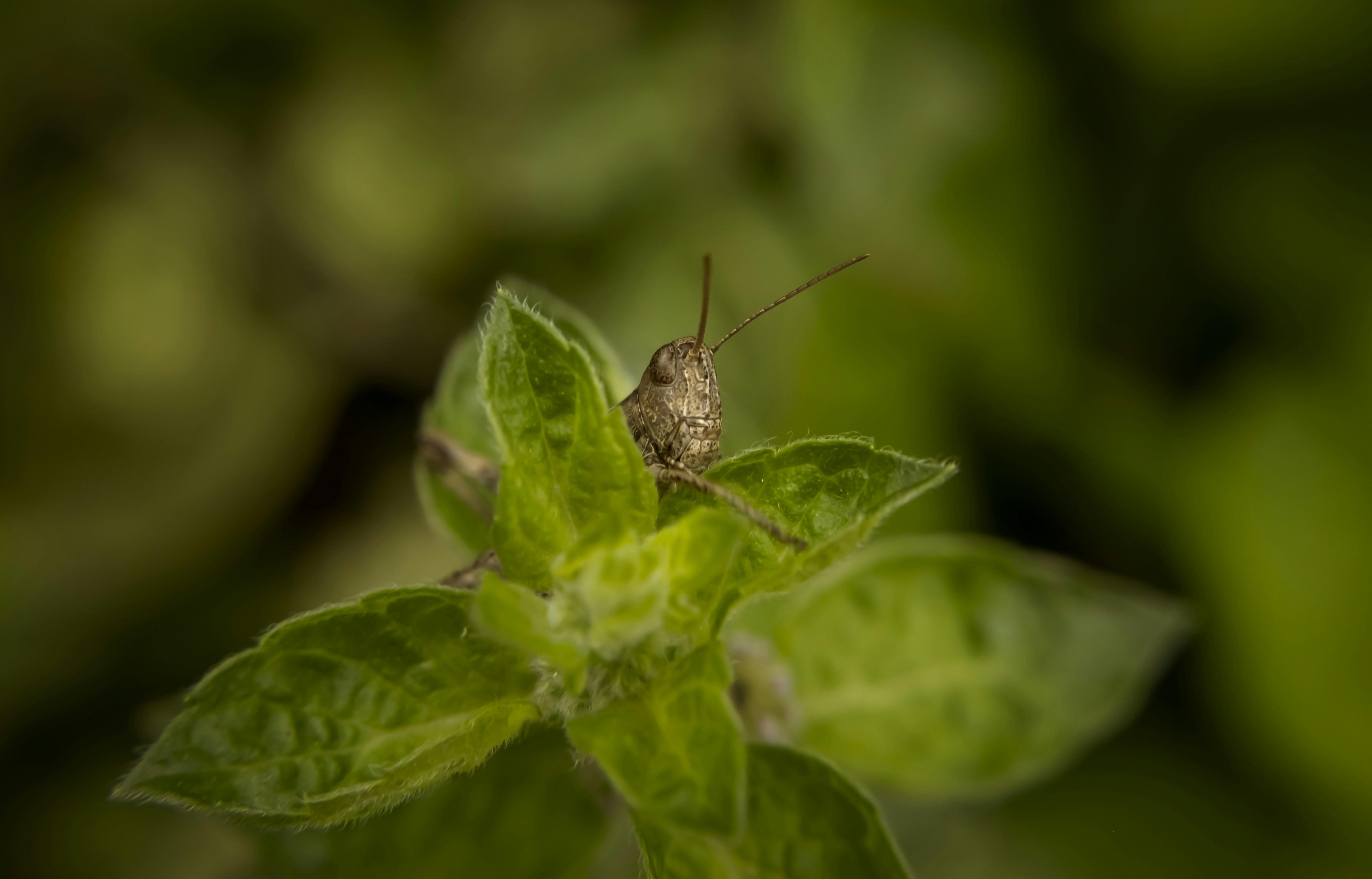 A small insect sitting on top of a green leaf photo – Free Animal Image ...