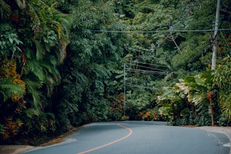 a curved road surrounded by lush green trees