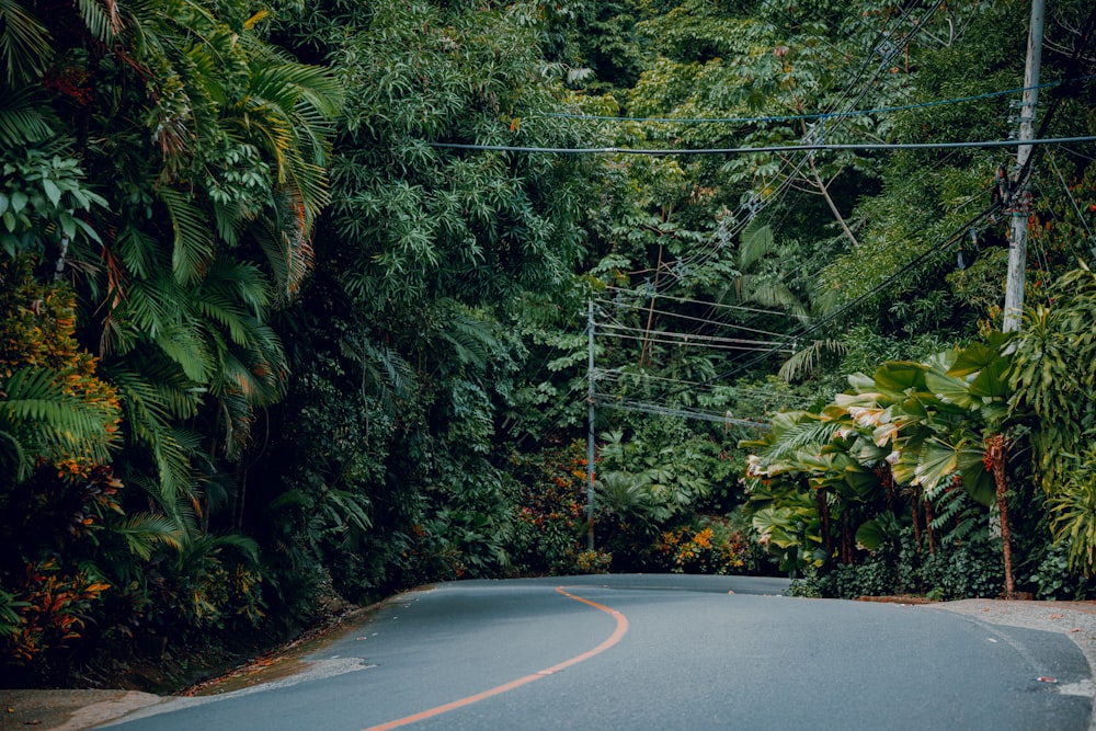 a curved road surrounded by lush green trees