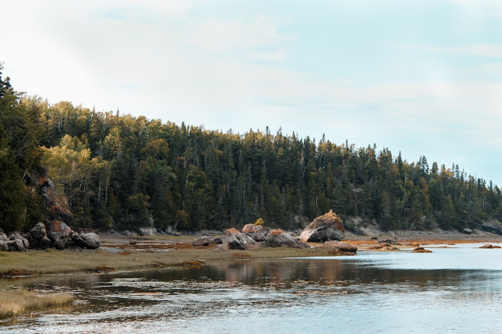 a large body of water surrounded by trees