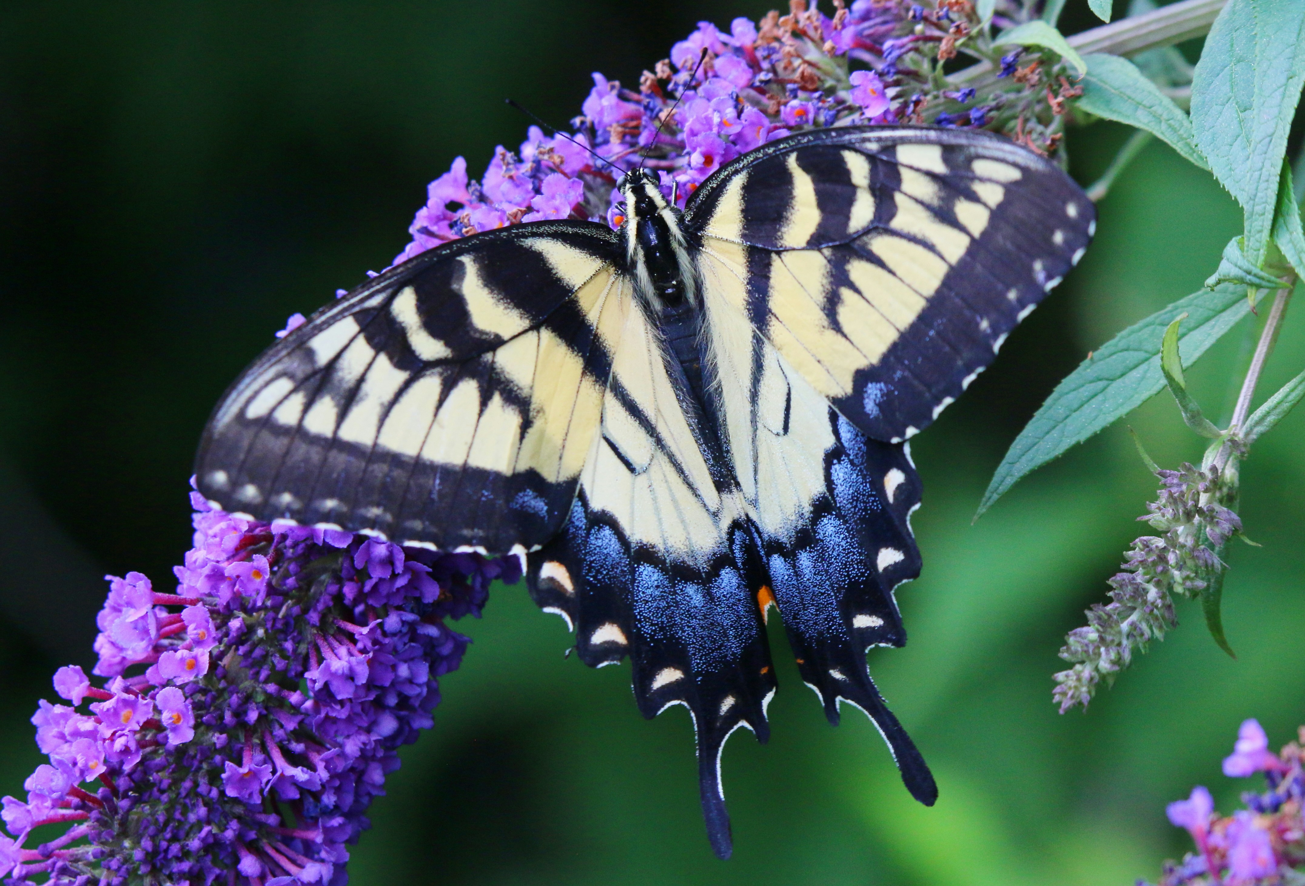 Photo by goldenplover31