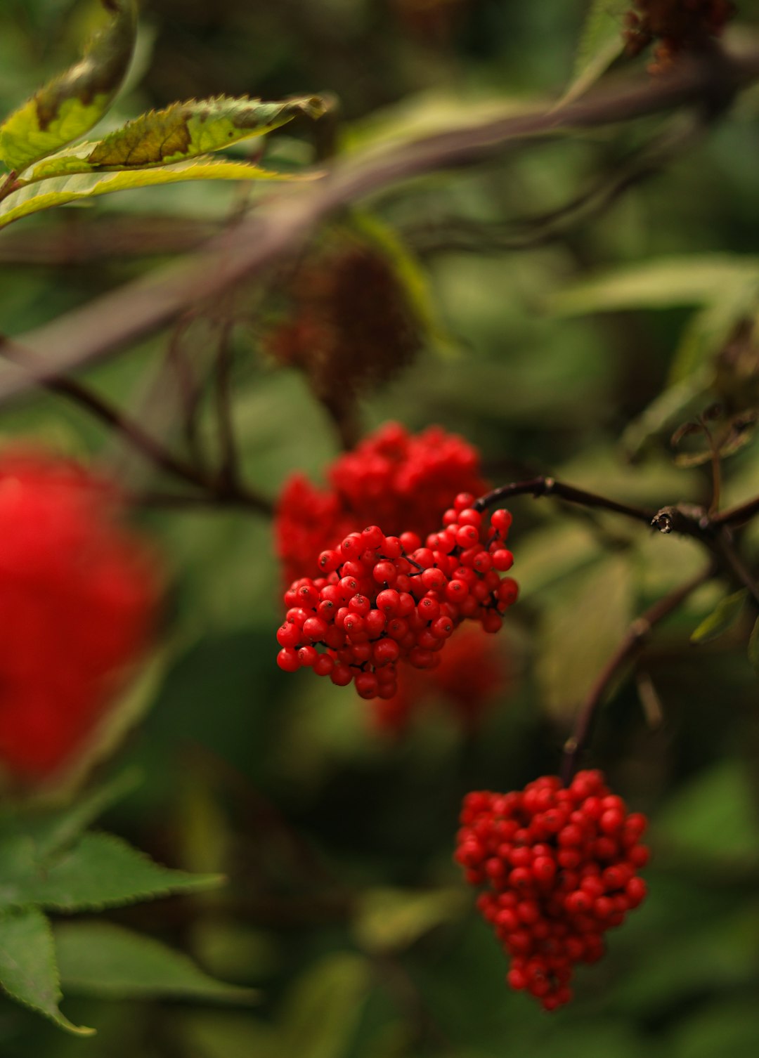 a bunch of red berries hanging from a tree
