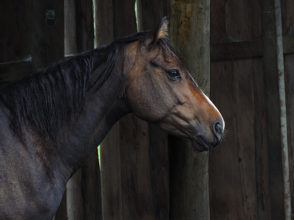 a brown horse standing next to a wooden fence