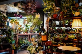 A cozy indoor space filled with a variety of potted plants displayed on shelves and tables. The area is well-lit with natural light streaming through a window, alongside a warm lamp. There are lush green leaves and colorful flowers, contributing to a vibrant and inviting atmosphere.
