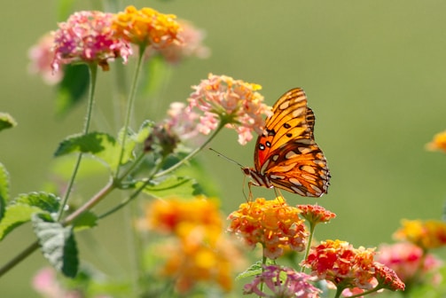 An orange butterfly with black and white markings rests on colorful clusters of lantana flowers. The vibrant petals include shades of pink, yellow, and orange. The background is a blurred green, creating a serene outdoor setting.