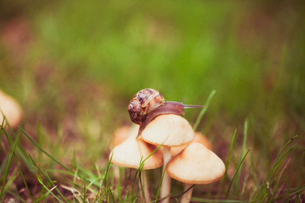 a snail crawling on top of a group of mushrooms