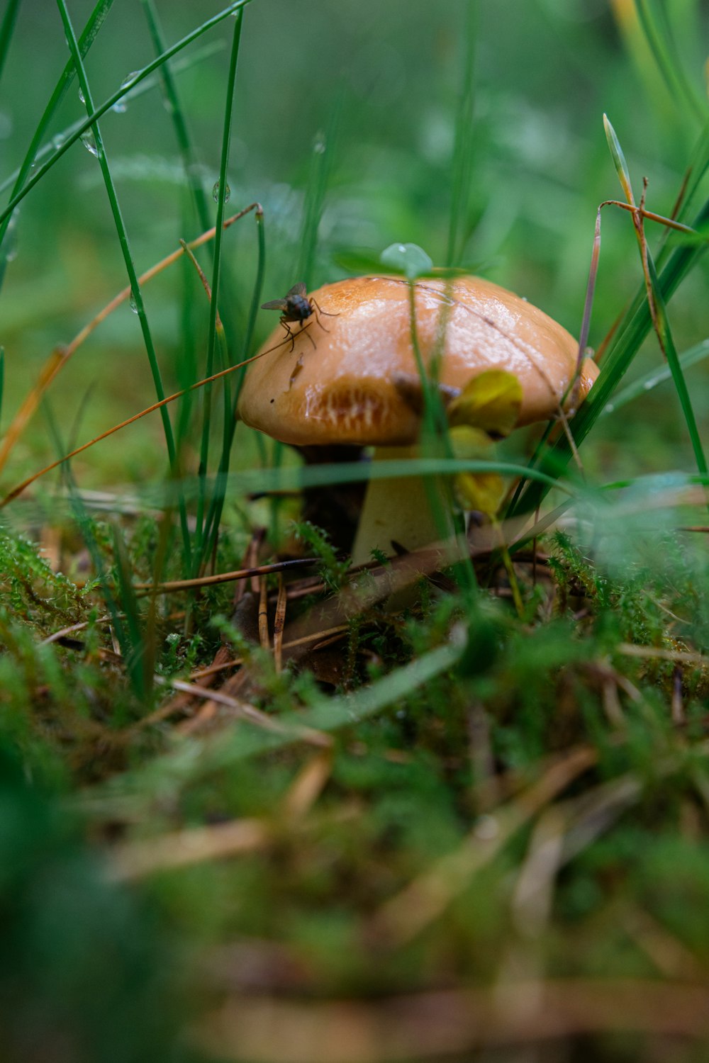 a close up of a mushroom in the grass