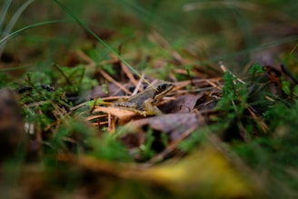 A small frog rests camouflaged among green foliage and brown leaves on the forest floor. Blades of grass and pine needles are scattered around, contributing to the natural environment.