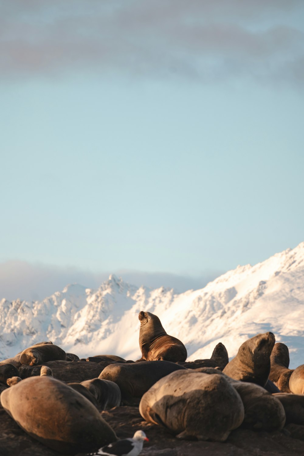 Un grupo de leones marinos sentados en la cima de las rocas