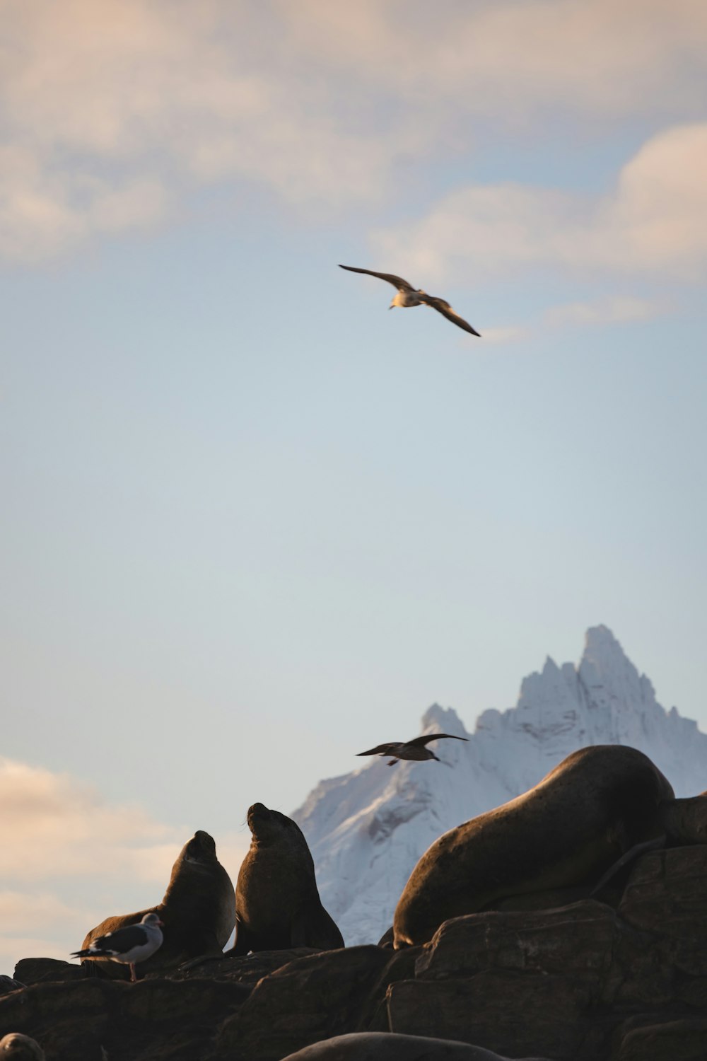 Un grupo de leones marinos sentados en la cima de una roca