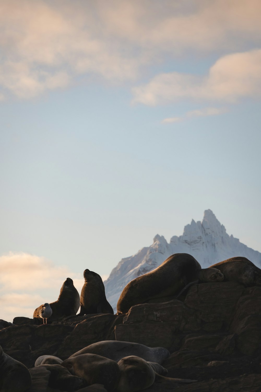 Un grupo de leones marinos sentados en la cima de una playa rocosa