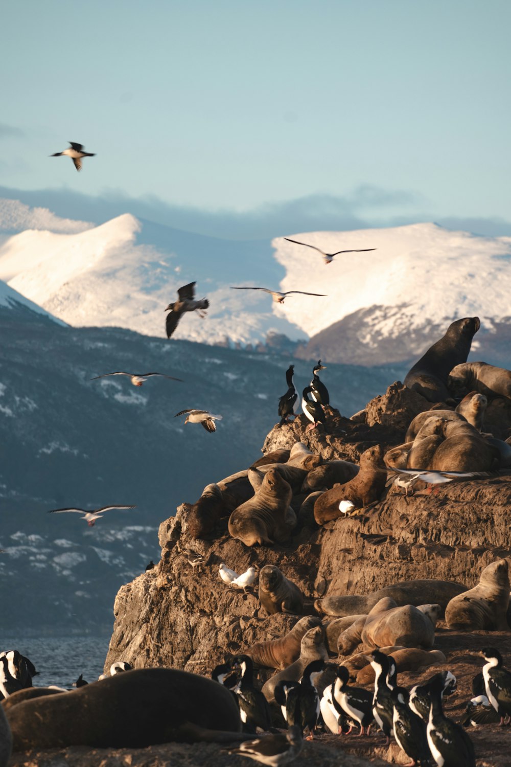 a flock of sea lions sitting on top of a rocky cliff