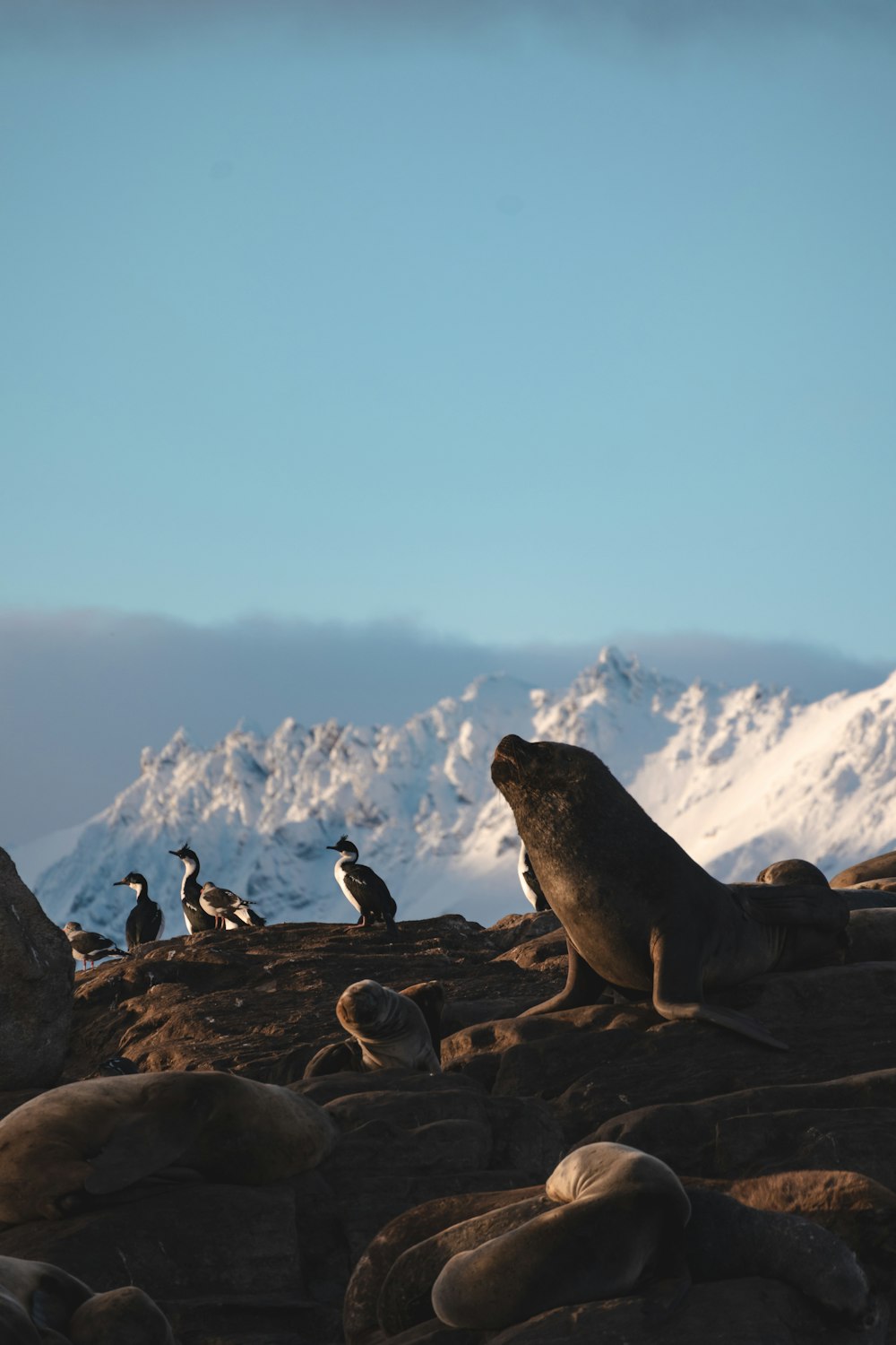 a seal and seagulls on a rocky beach with mountains in the background