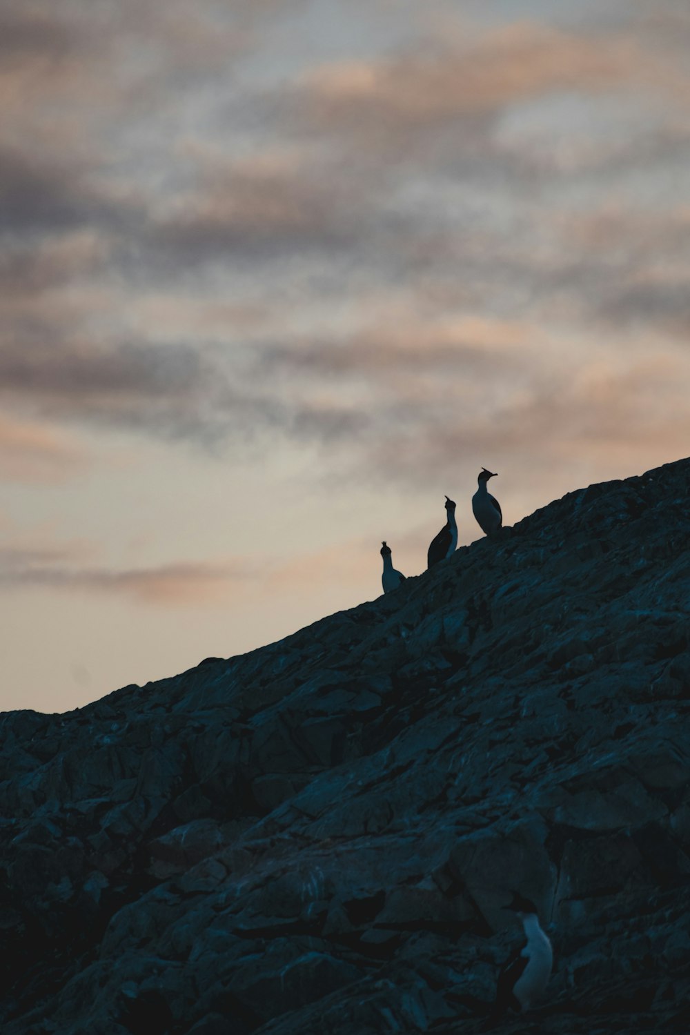 a couple of birds sitting on top of a rocky hill