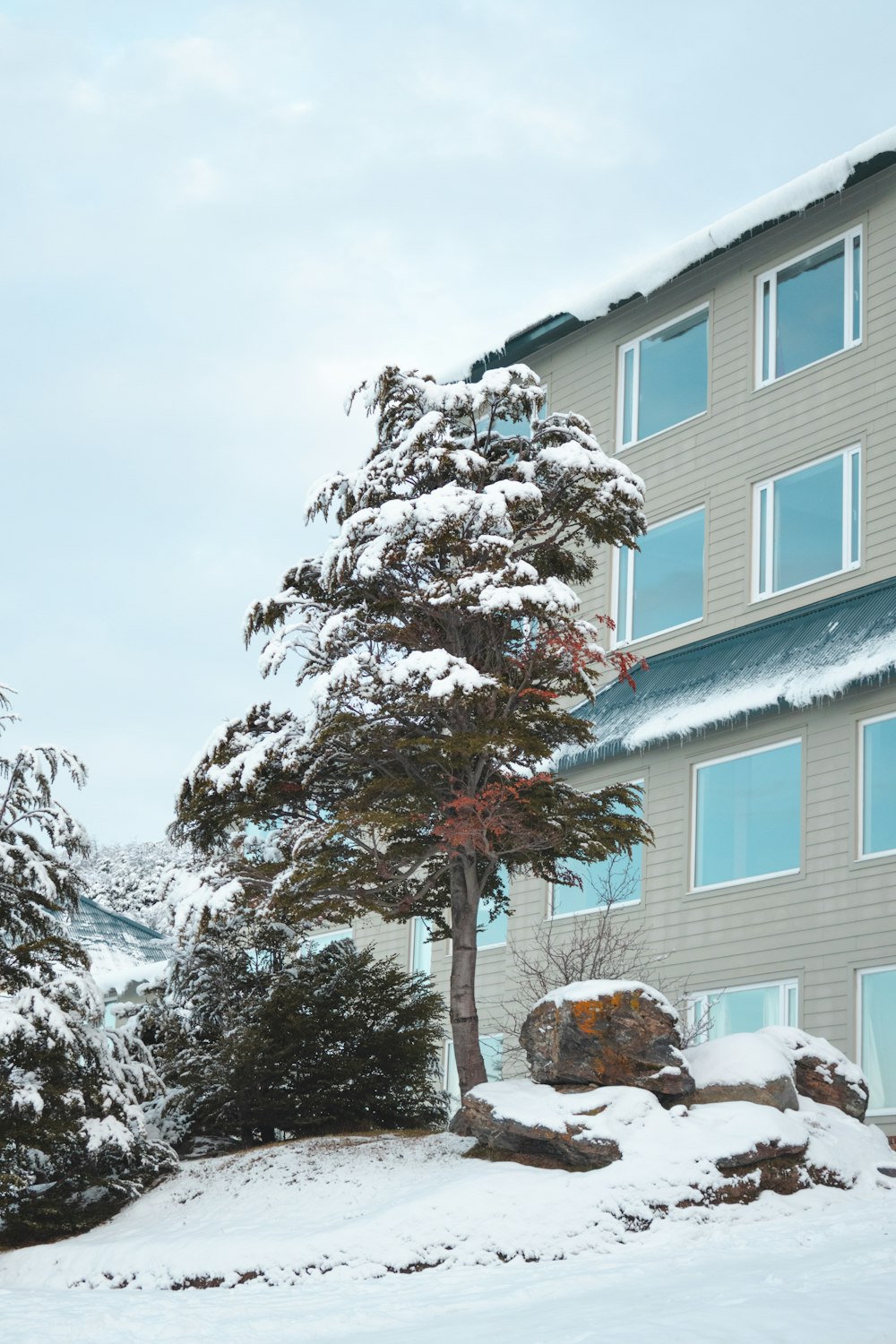 a snow covered tree in front of a building