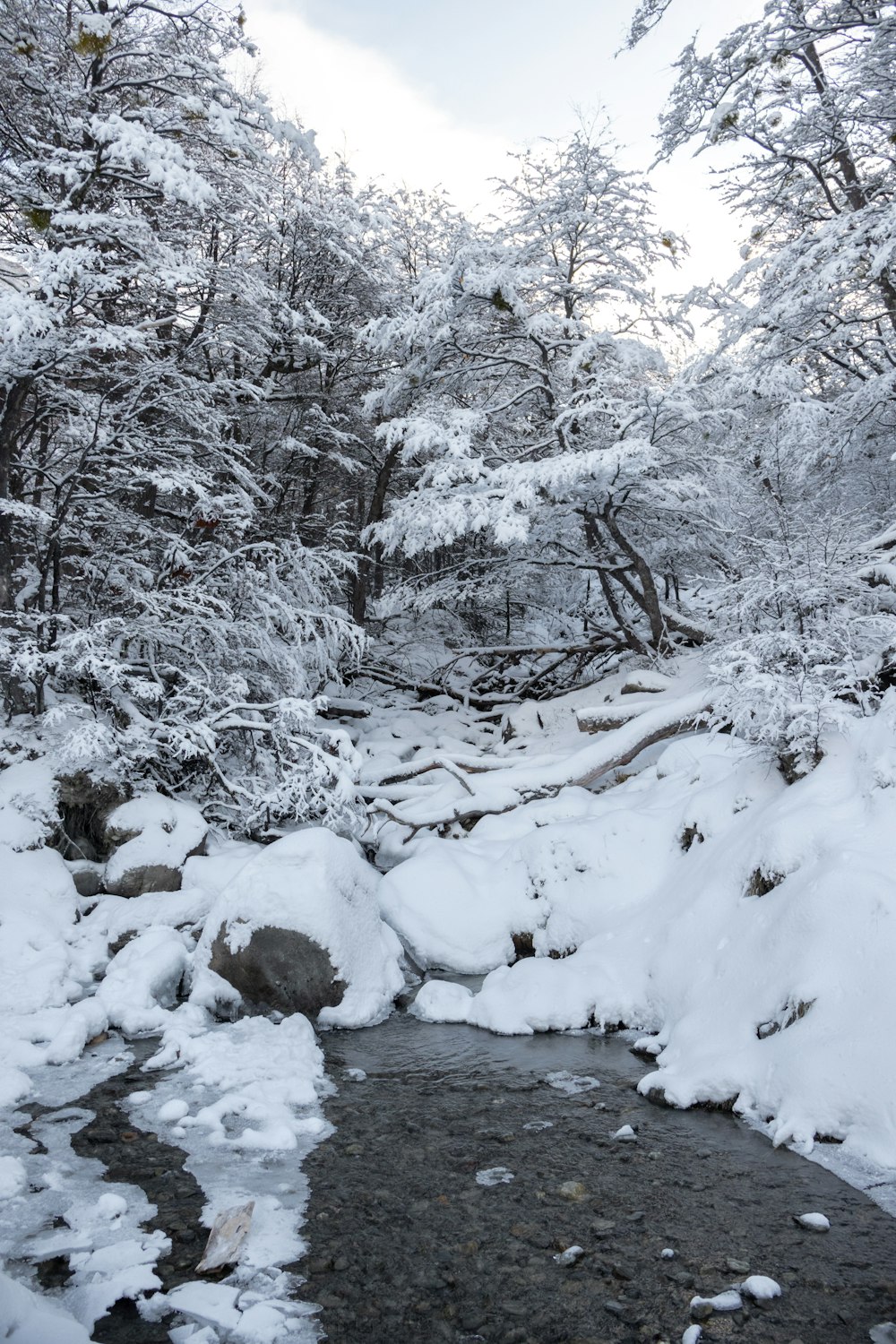 a stream running through a snow covered forest