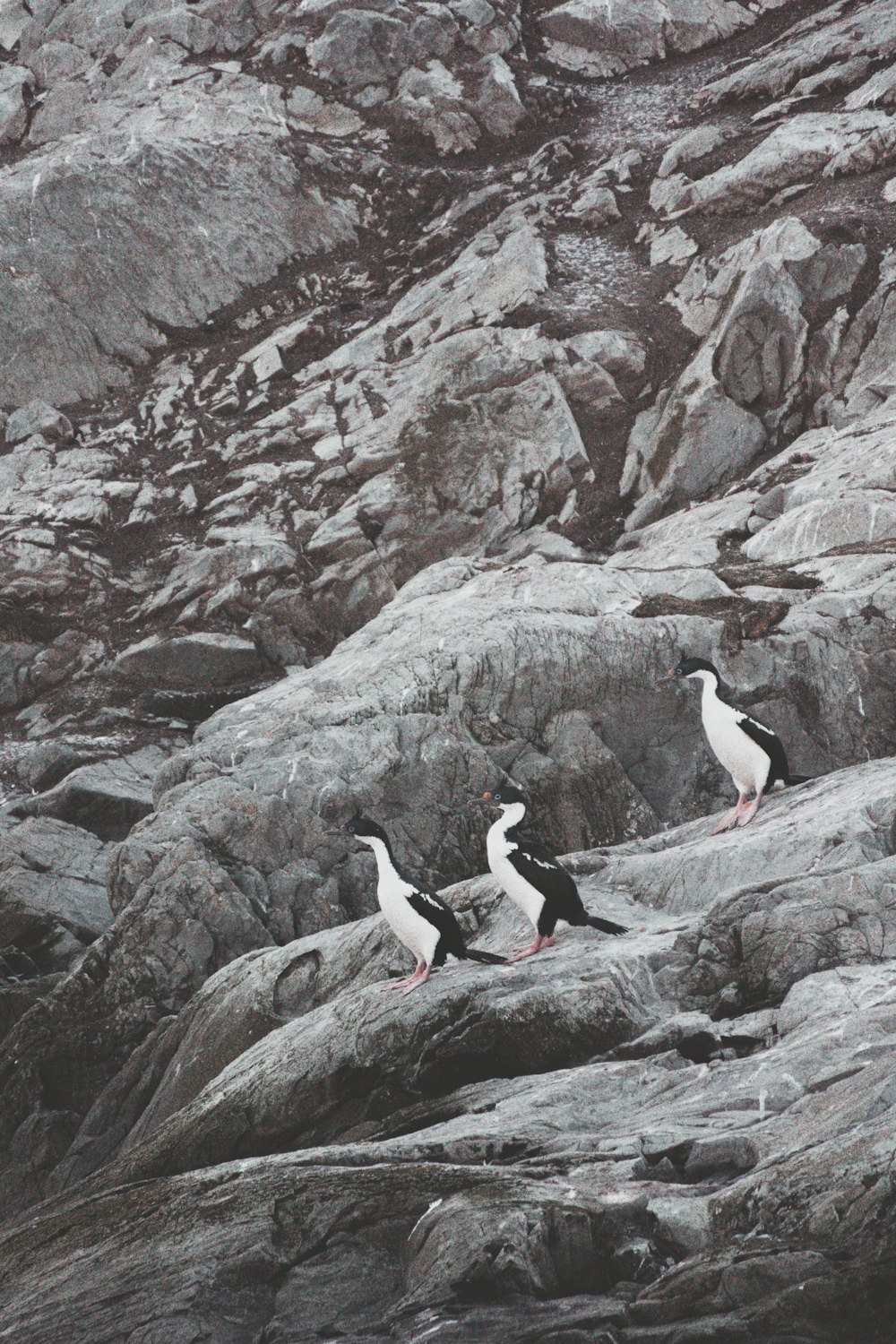 a group of birds sitting on top of a rocky hillside
