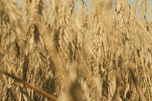 Fields of ripe wheat swaying gently in the breeze under a wide open sky in rural Uttar Pradesh.