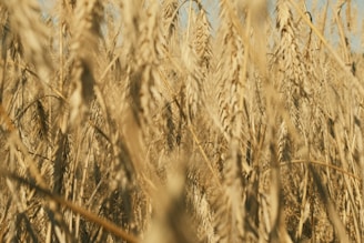 Fields of ripe wheat swaying gently in the breeze under a wide open sky in rural Uttar Pradesh.