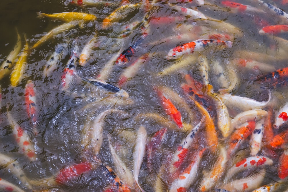 a group of fish swimming in a pond