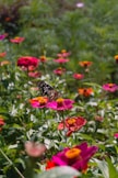 a butterfly sitting on a flower in a field of flowers