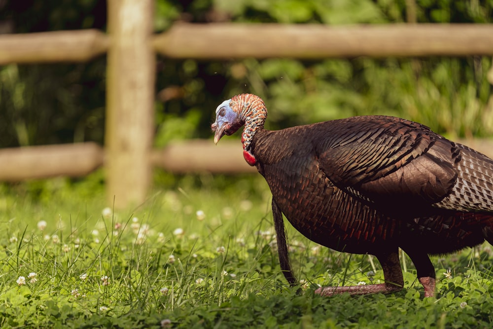 a close up of a turkey in a field of grass