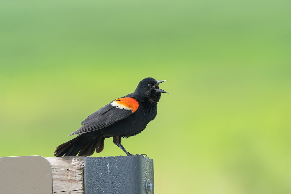 a small black bird with an orange and white stripe on its chest