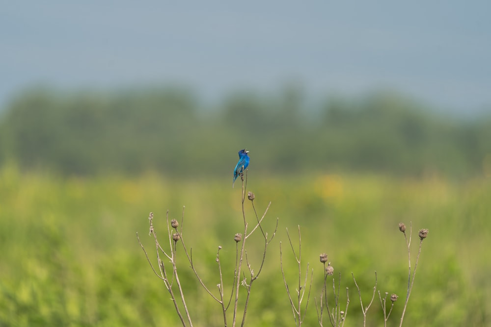 a blue bird sitting on top of a plant in a field