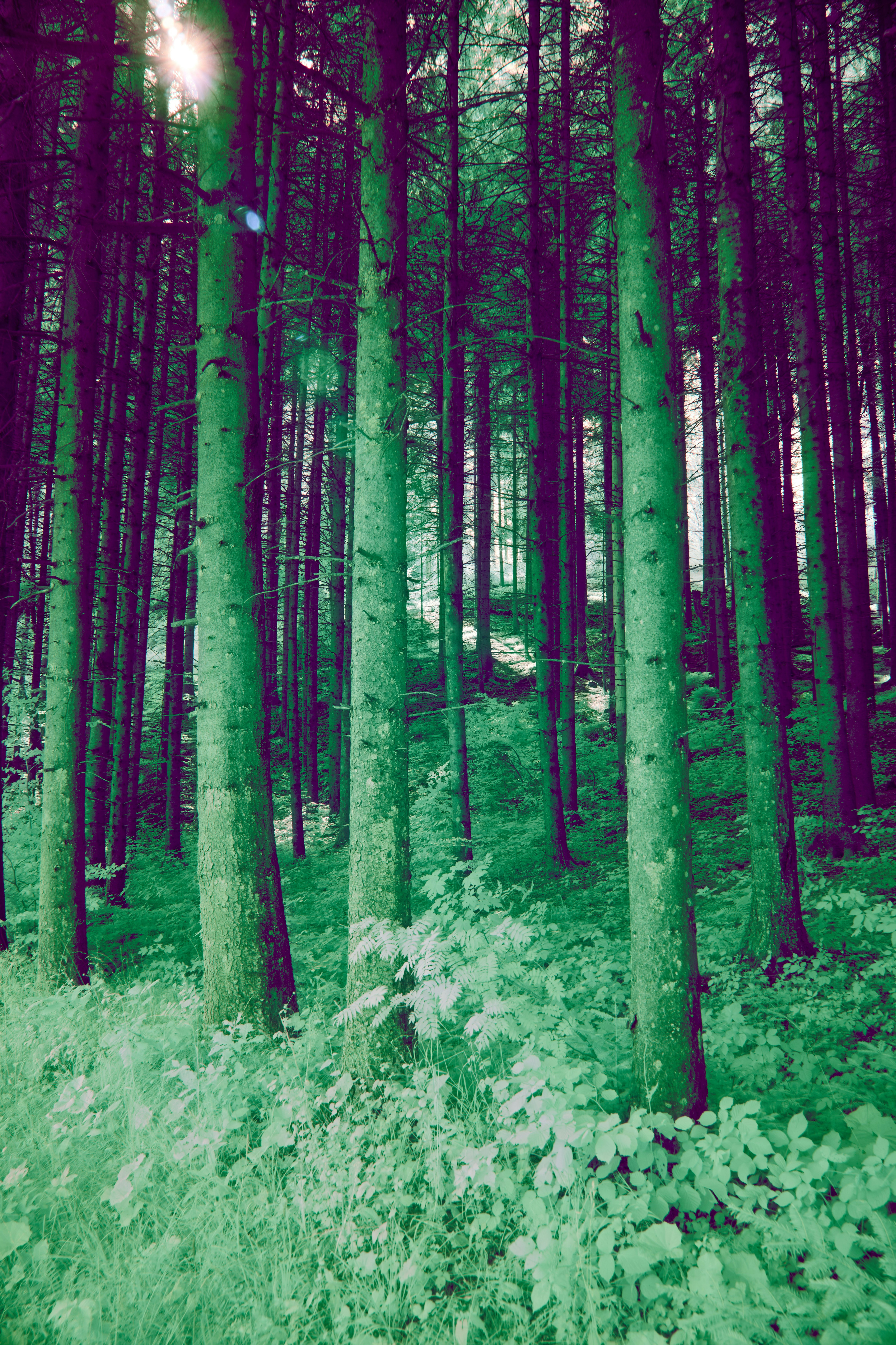 Photo by wolfgang_hasselmann