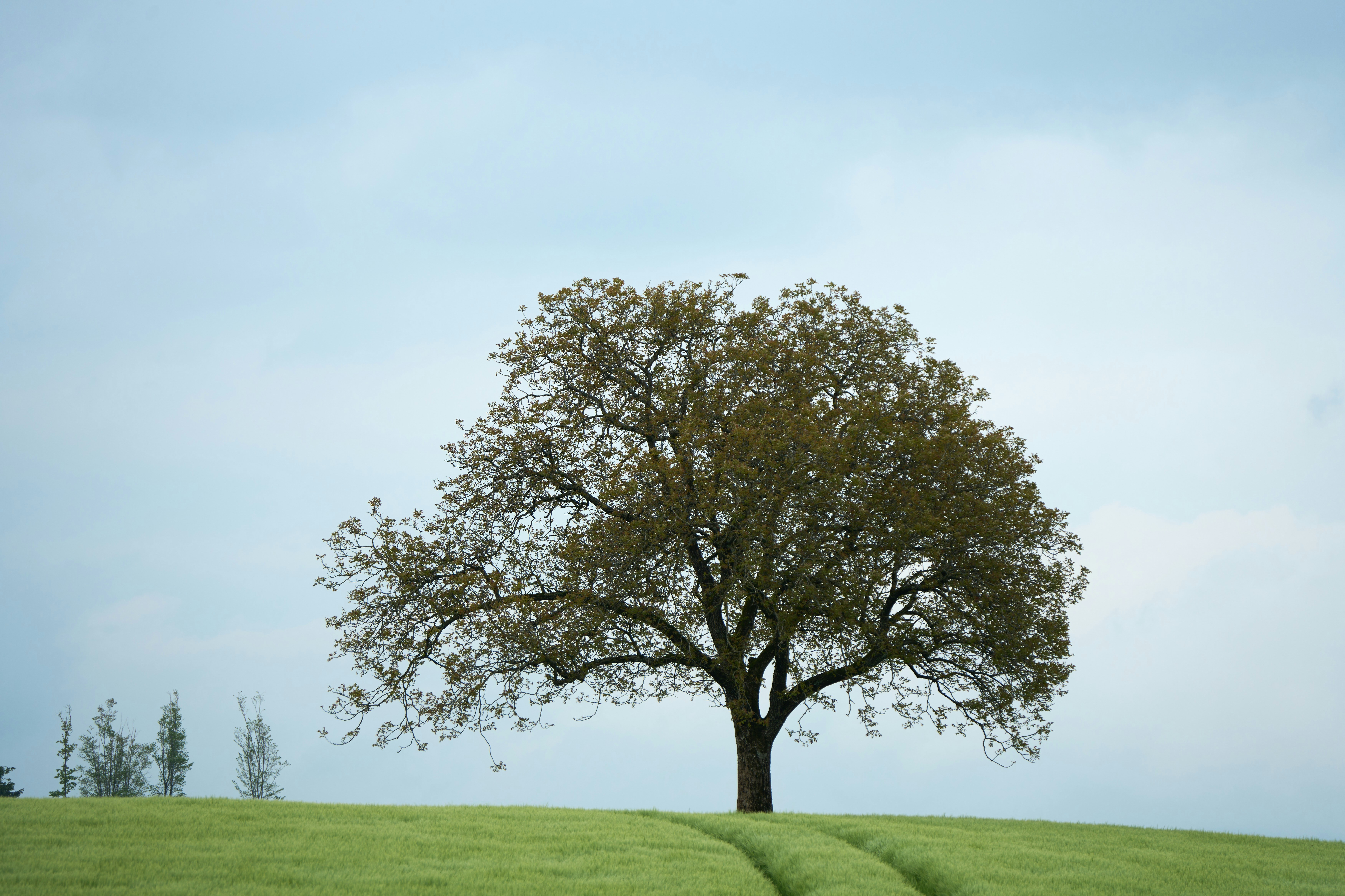 Photo by wolfgang_hasselmann