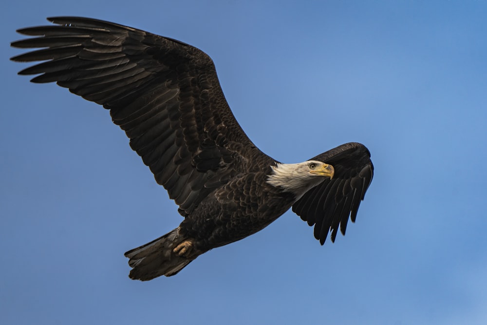 uma águia careca voando através de um céu azul