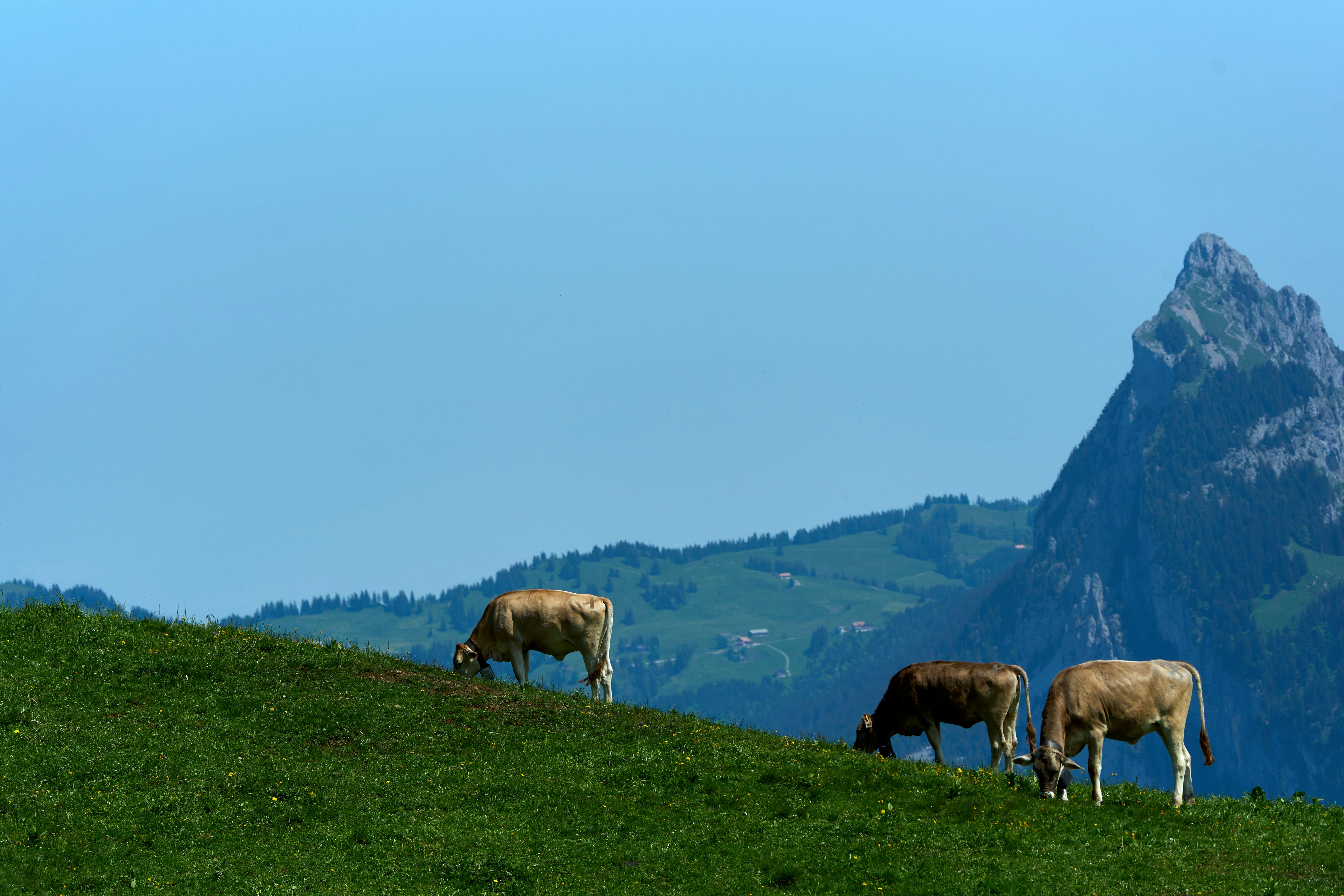 Photo by wolfgang_hasselmann