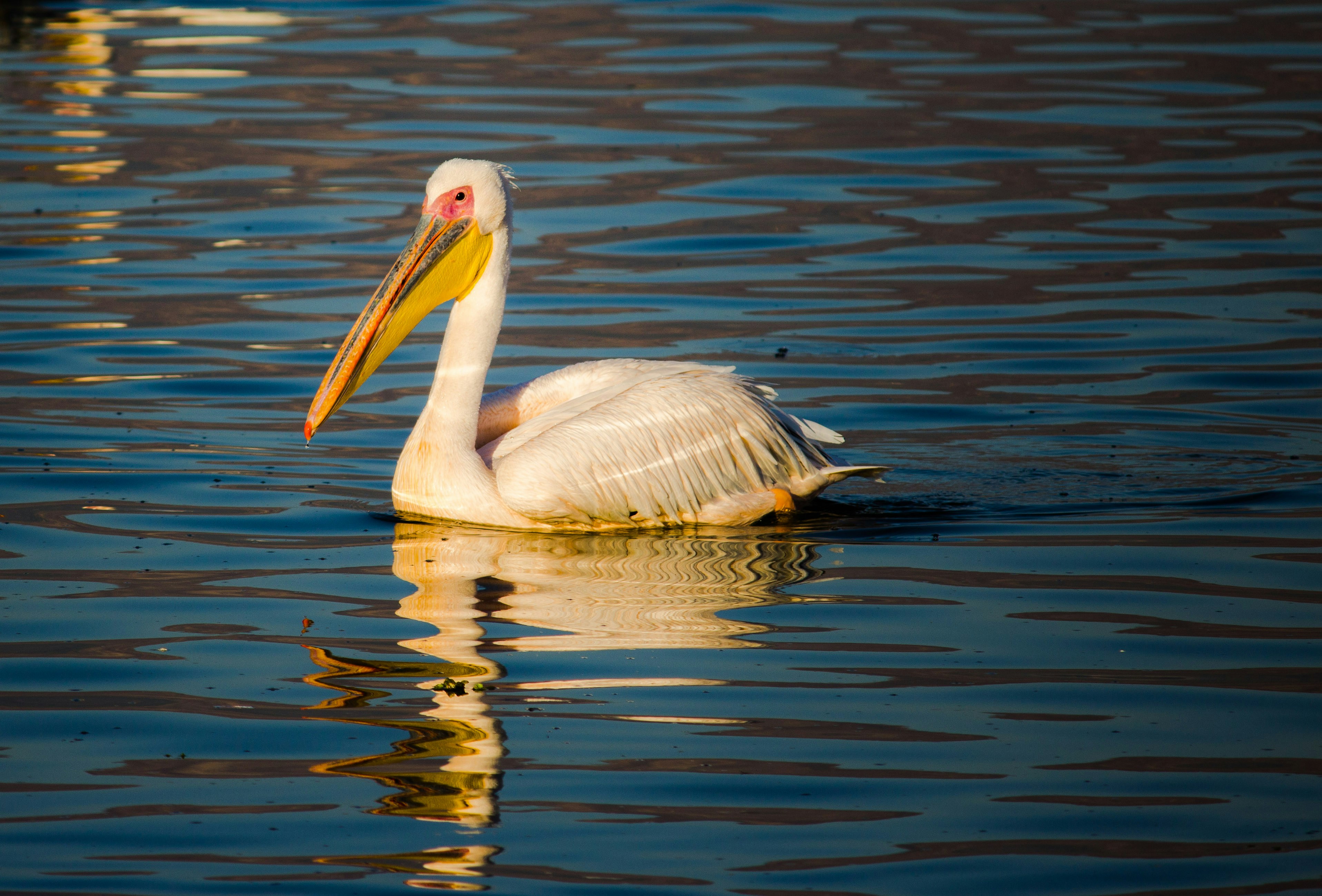 Photo by rahul928000