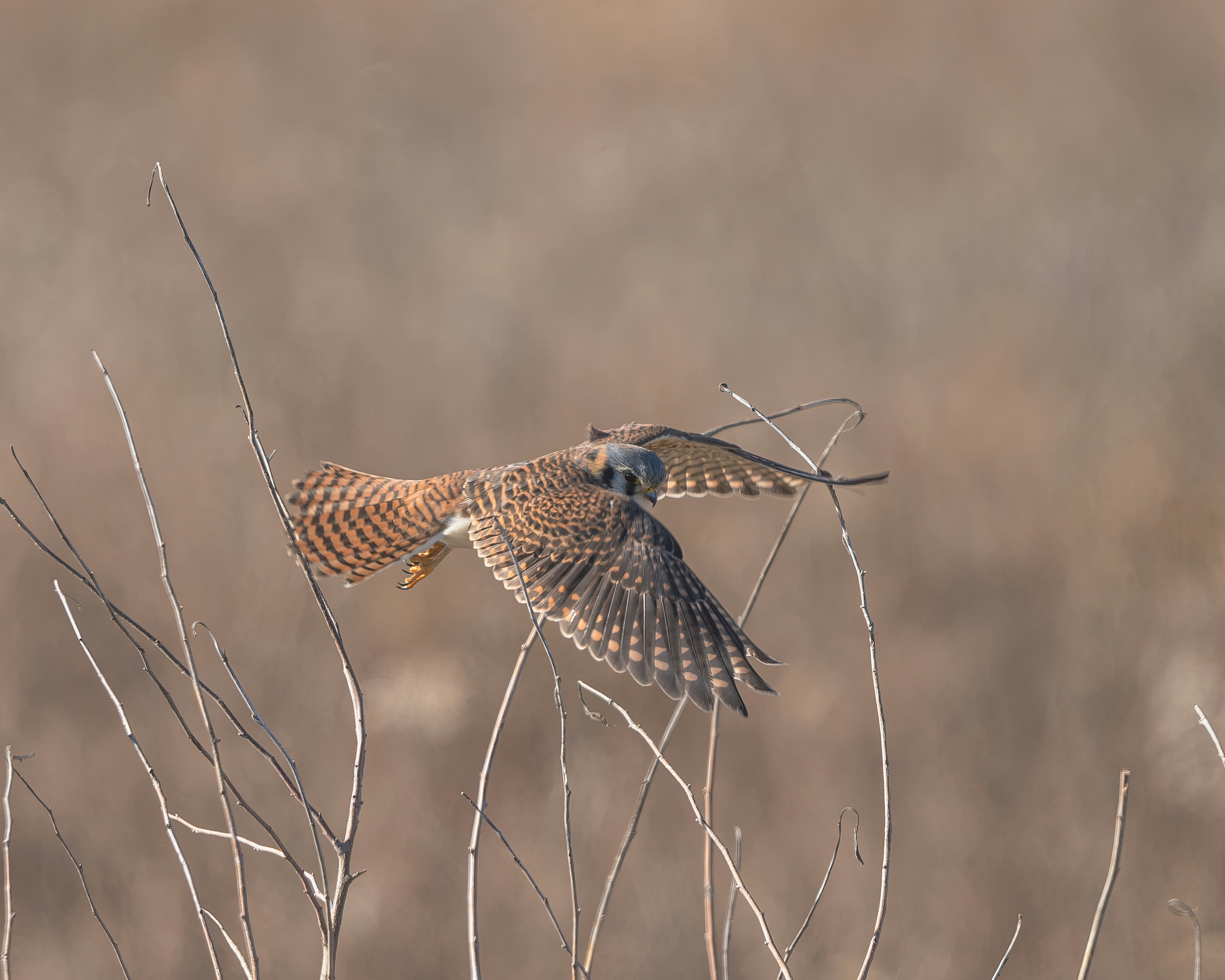 a brown and white bird flying over a tree branch