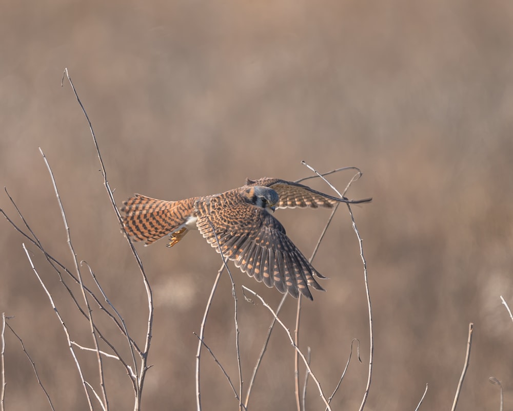 a brown and white bird flying over a tree branch