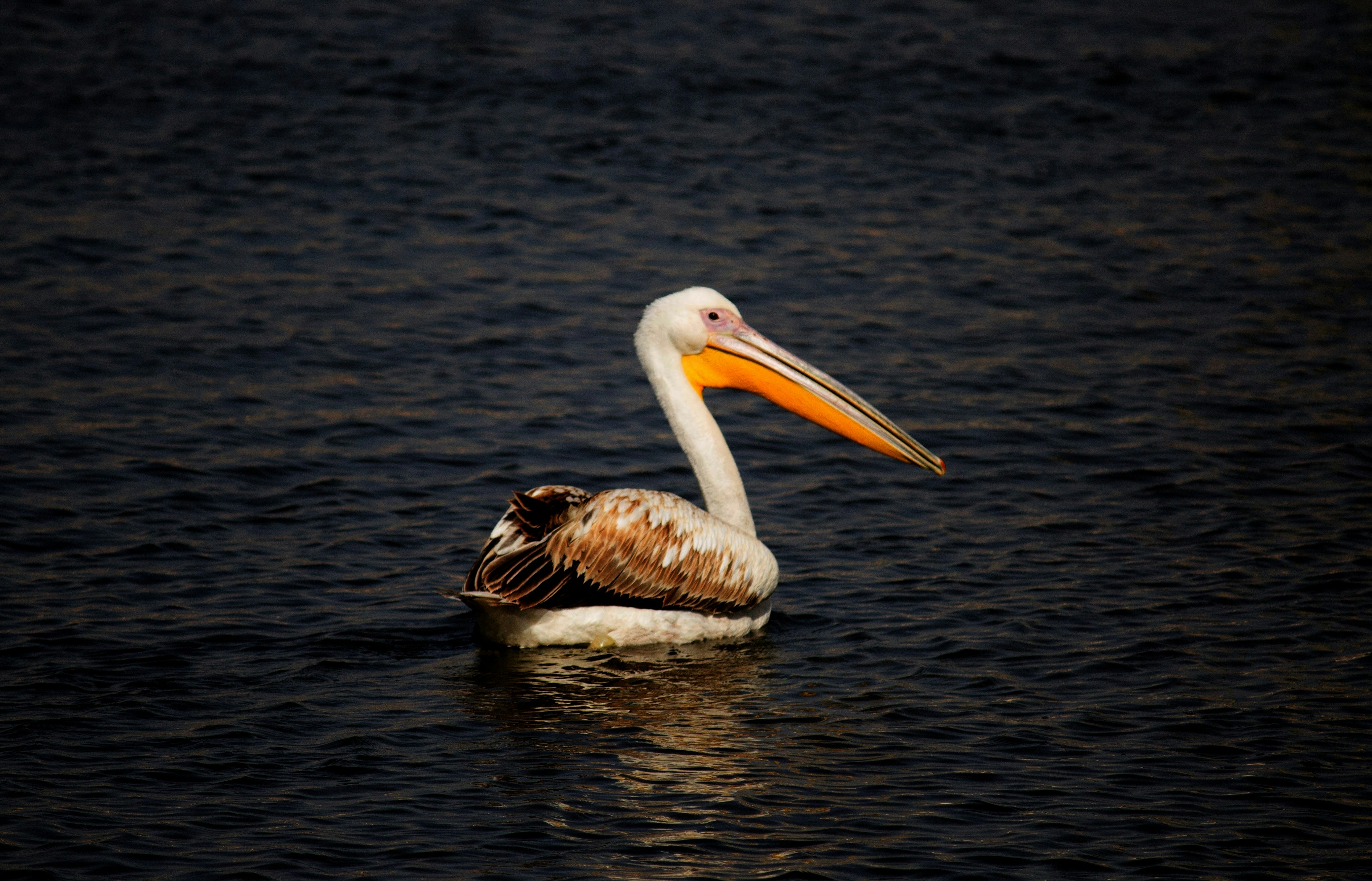 Photo by rahul928000