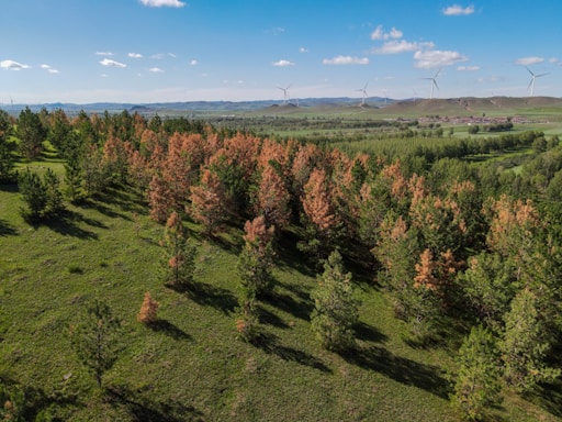 A lush, green landscape filled with clusters of trees. The trees have a mixture of vibrant green and some brownish hues, suggesting varying stages of life or seasons. In the distant horizon, wind turbines are visible beneath a bright blue sky scattered with fluffy clouds, indicating renewable energy usage.