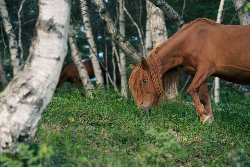 a brown horse eating grass in a forest